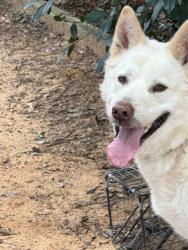 Reunited Male Dog last seen CR 523 and CR 608, Burleson, TX 76028