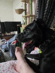 Found/Stray Male Dog last seen Limberlost and oracle, Tucson, AZ 85705