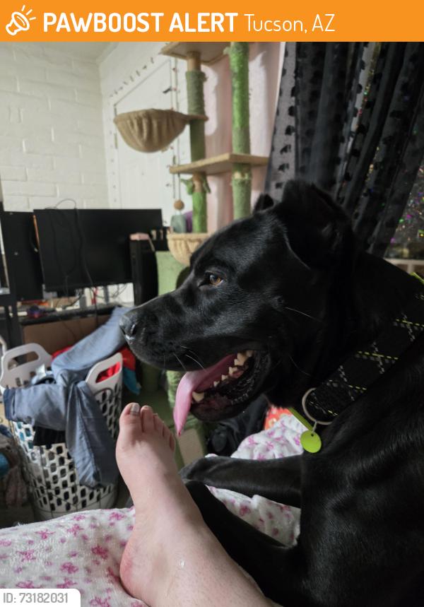 Found/Stray Male Dog last seen Limberlost and oracle, Tucson, AZ 85705
