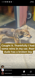 Found/Stray Male Dog last seen Post and 38th, Indianapolis, IN 46226