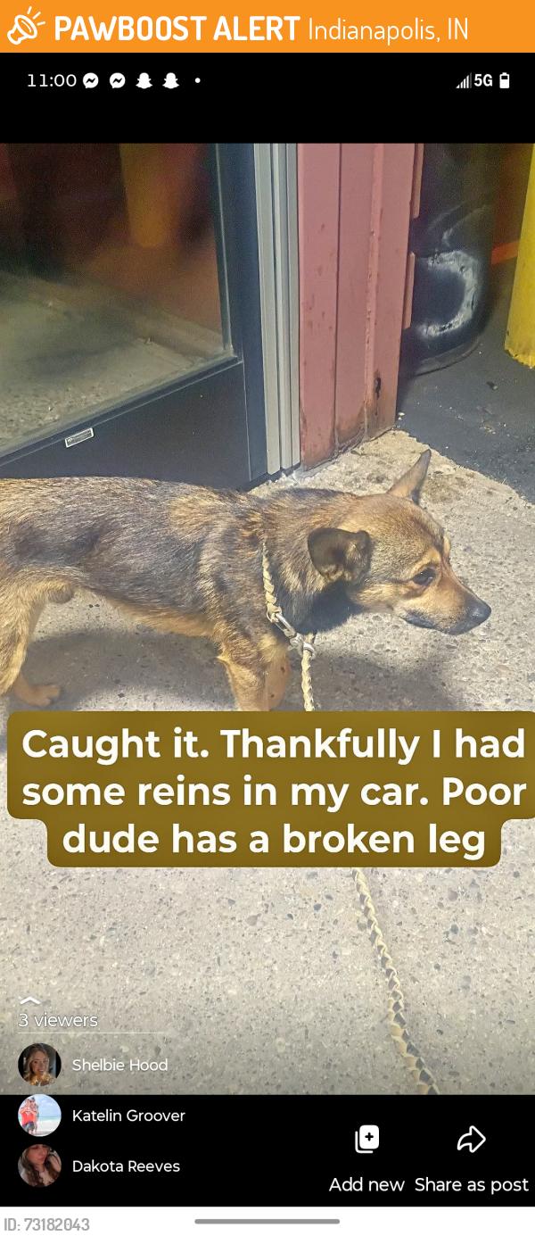 Found/Stray Male Dog last seen Post and 38th, Indianapolis, IN 46226