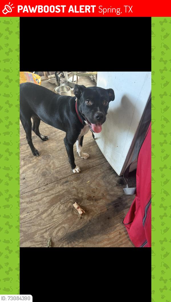 Lost Male Dog last seen Spring, Spring, TX 77373