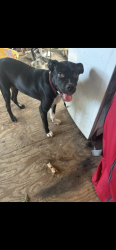 Lost Male Dog last seen Spring, Spring, TX 77373