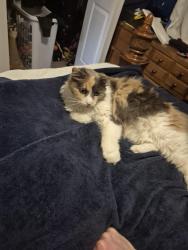 Reunited Female Cat last seen Thompson & 9th Ave, Beech Grove, IN 46107