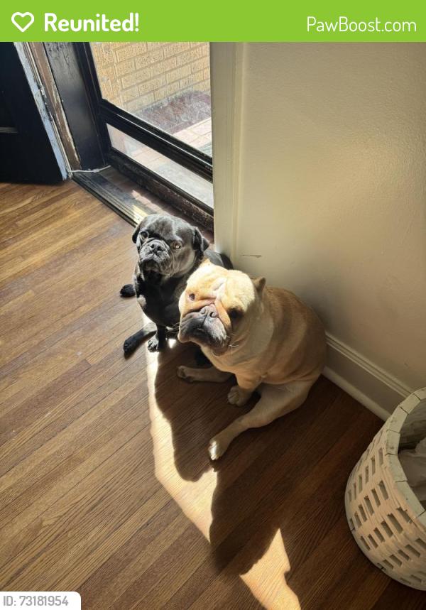 Reunited Male Dog last seen MARCILENE & GILBERT, Wichita, KS 67218