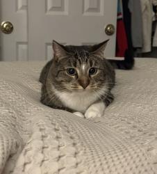 Reunited Female Cat last seen Tesson Ferry - Mission ests Neighborhood, St. Louis, MO 63128