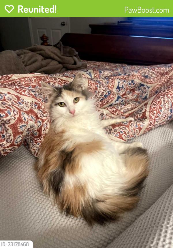 Reunited Female Cat last seen Primmer hse Road, Arboretum Lane, Fredericksburg, VA 22405