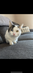 Lost Female Cat last seen 5th Ave and Arthur, Spokane, WA 99202