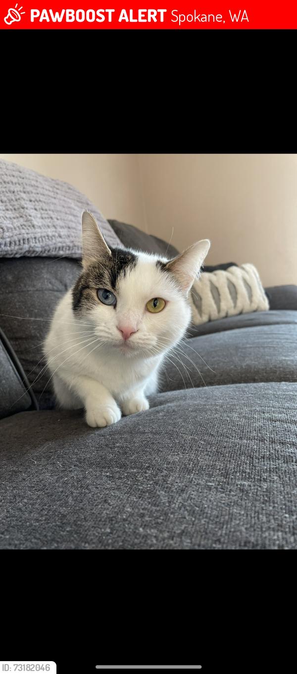 Lost Female Cat last seen 5th Ave and Arthur, Spokane, WA 99202