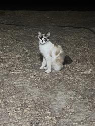 Found/Stray Female Cat last seen Blackstone and Barstow, Fresno, CA 93704