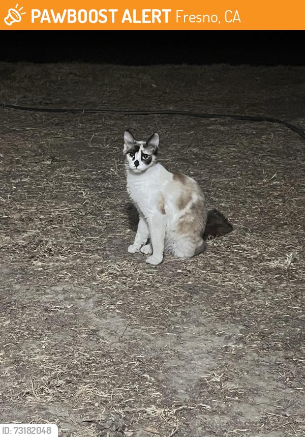 Found/Stray Female Cat last seen Blackstone and Barstow, Fresno, CA 93704
