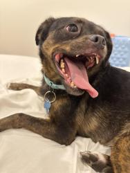 Reunited Female Dog last seen Altadena and Euclid Ave, San Diego, CA 92105