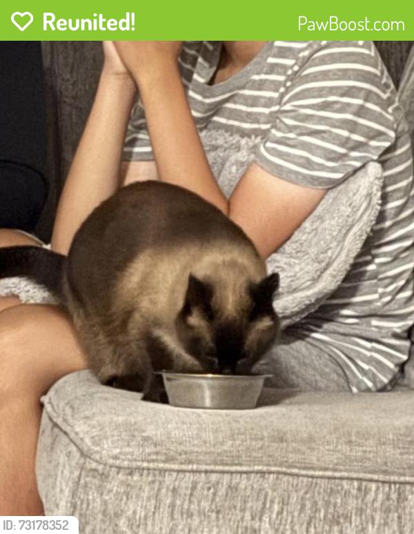 Reunited Female Cat last seen Huron, Kitchener, ON N0B 2E0