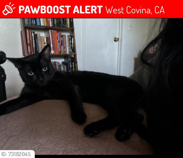 Lost Male Cat last seen Nanette ave and Ridgewood dr, West Covina, CA 91792