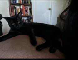 Lost Male Cat last seen Nanette ave and Ridgewood dr, West Covina, CA 91792