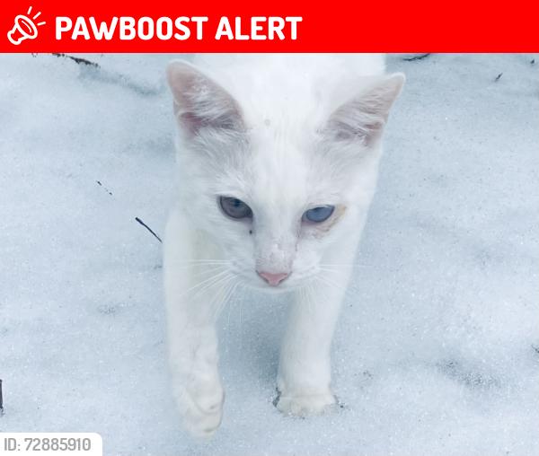 Lost Male Cat last seen Utility Rd. and Coley Farm Rd., Whitfield County, GA 30740