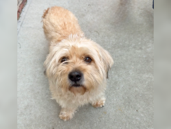Shelter Stray Male Dog last seen Crotona Park, BRONX, NY, 10457, 326 E 110th St, New York, NY 10029, USA