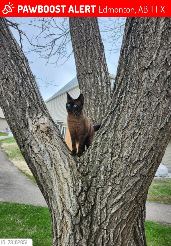 Lost Male Cat last seen Sliver berry, Edmonton, AB T6T 1X3