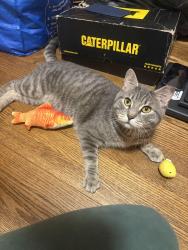 Found/Stray Male Cat last seen Sunnyside, Chicago, IL 60630