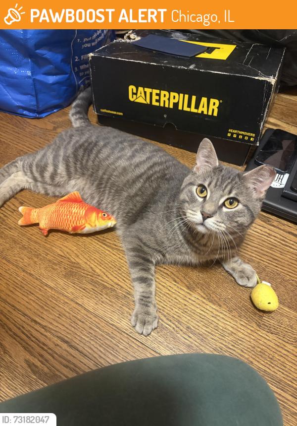 Found/Stray Male Cat last seen Sunnyside, Chicago, IL 60630