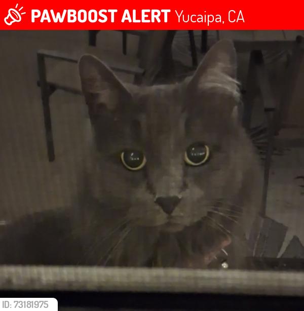 Lost Female Cat last seen CA 92399 near Bryant and county line, Yucaipa, CA 92399