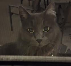 Lost Female Cat last seen CA 92399 near Bryant and county line, Yucaipa, CA 92399