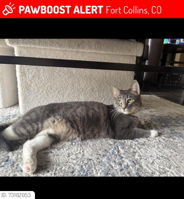 Lost Male Cat last seen Springfield Dr, Fort Collins, CO 80521