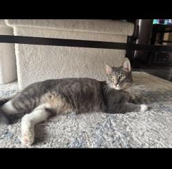 Lost Male Cat last seen Springfield Dr, Fort Collins, CO 80521
