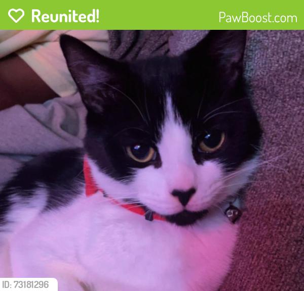 Reunited Male Cat last seen Gables dr, Fayetteville, NC 28301