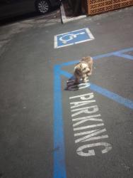 Reunited Unknown Dog last seen Town Ave. And mission blvd., Pomona, CA 91799