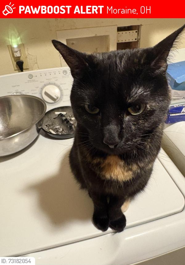 Lost Female Cat last seen Lauderdale Drive area Moraine Ohio, Moraine, OH 45439