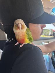 Lost Female Bird last seen Near 20th Ave S, Minneapolis, MN 55454, Minneapolis, MN 55454