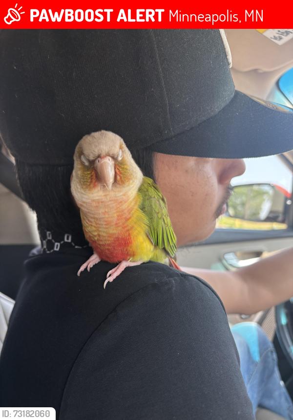 Lost Female Bird last seen Near 20th Ave S, Minneapolis, MN 55454, Minneapolis, MN 55454