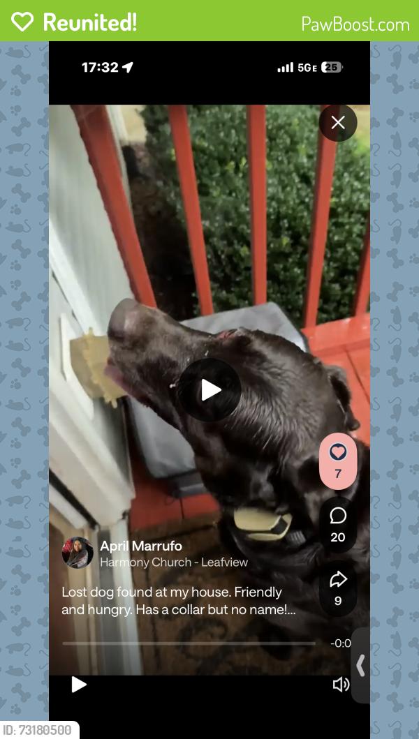 Reunited Male Dog last seen Leafview lane, Hall County, GA 30543