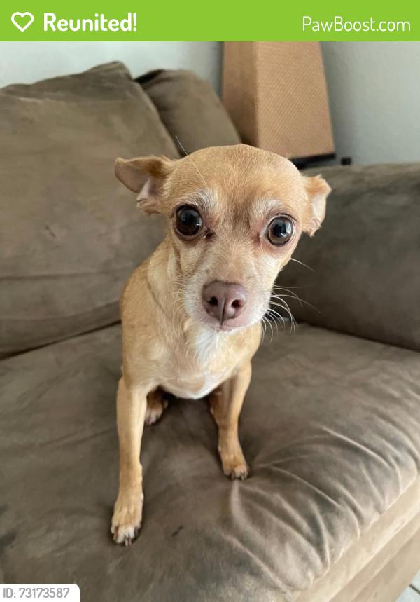 Reunited Female Dog last seen In Hanford, near 11th Ave & 6th Street, Armona, CA 93202