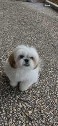 Reunited Female Dog last seen Ww White & 410, San Antonio, TX 78222