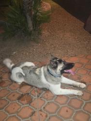 Reunited Female Dog last seen Pima and Rosemont, Tucson, AZ 85712