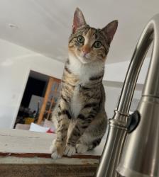 Reunited Female Cat last seen Buehler YMCA, Palatine, IL 60067
