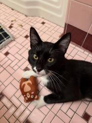Found/Stray Male Cat last seen 18th St. and Penn Avenue, Minneapolis, MN 55411