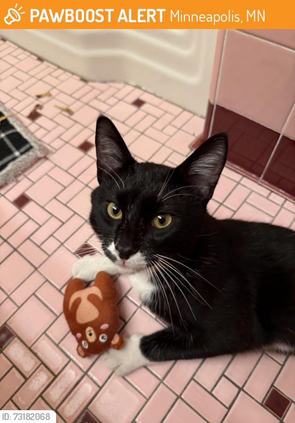 Found/Stray Male Cat last seen 18th St. and Penn Avenue, Minneapolis, MN 55411