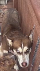 Reunited Female Dog last seen S High Bluff Dr, West Valley City, UT, USA, West Valley City, UT 84118