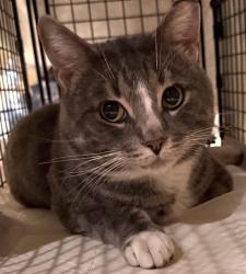 Found/Stray Male Cat last seen W Broad St, Bethlehem, PA 18018