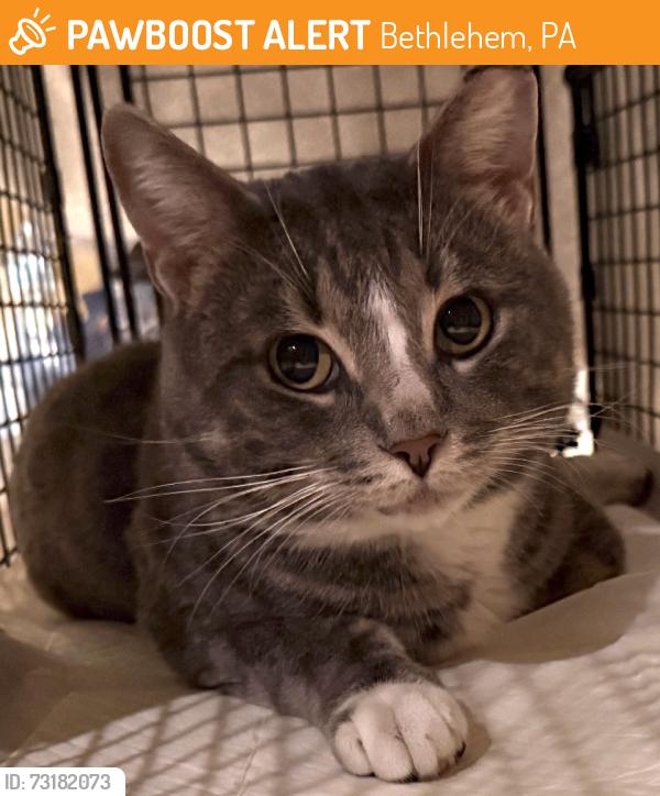 Found/Stray Male Cat last seen W Broad St, Bethlehem, PA 18018