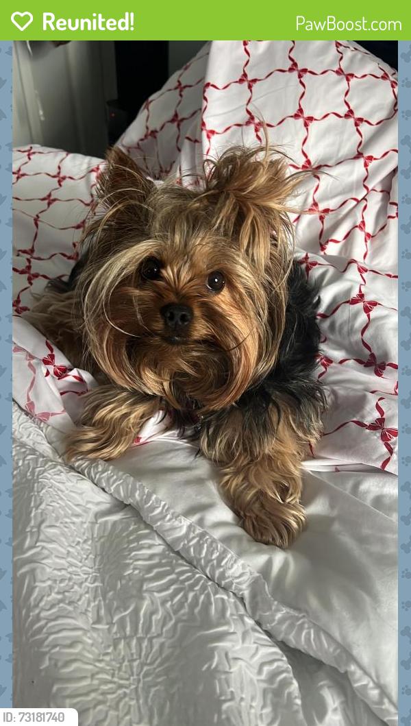Reunited Female Dog last seen Near Leesburg Pike Sterling, VA 20164 United States, Sterling, VA 20164