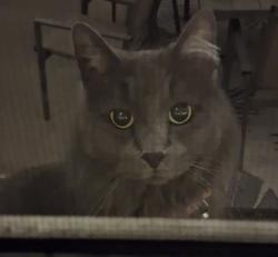 Lost Female Cat last seen Bryant and countyline, Yucaipa, CA 92399