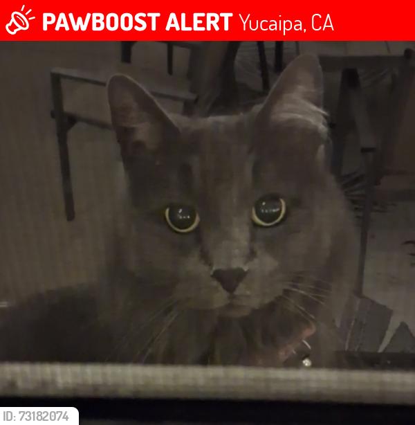 Lost Female Cat last seen Bryant and countyline, Yucaipa, CA 92399