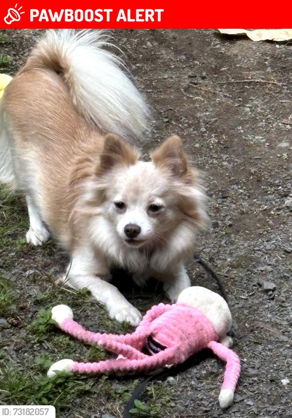 Lost Female Dog last seen 227th ave se monroe wa, Snohomish County, WA 98272