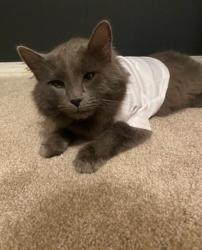 Lost Male Cat last seen Ambassador Dr Lithia springs ga, Lithia Springs, GA 30122