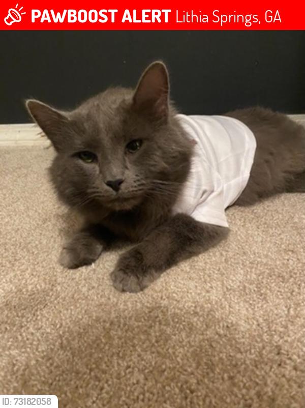 Lost Male Cat last seen Ambassador Dr Lithia springs ga, Lithia Springs, GA 30122
