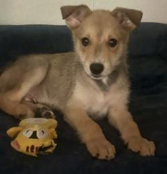Found/Stray Male Dog last seen South Hills Elementary School, Fort Worth, TX 76133